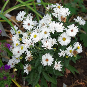 Aster nova-belgii Royal Opal 
